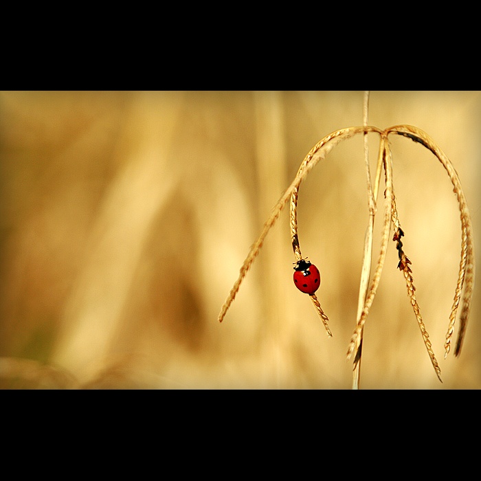 zivot v trave III